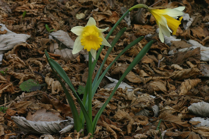 Narcissus pseudonarcissus / Trombone